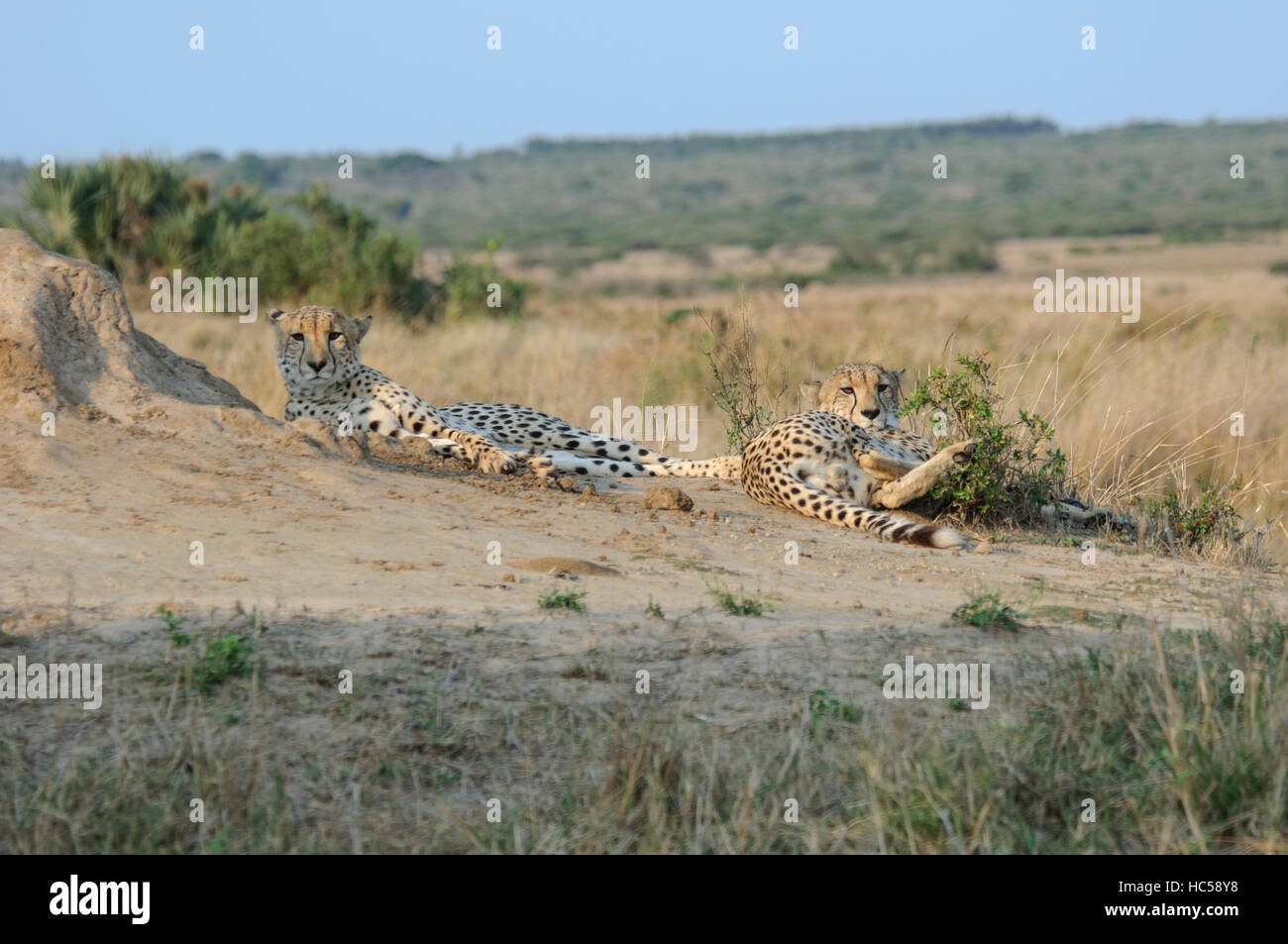 Zwei männliche Geparde (Acinonyx Jubatus) zum Entspannen in der Nachmittagssonne, Südafrika Stockfoto