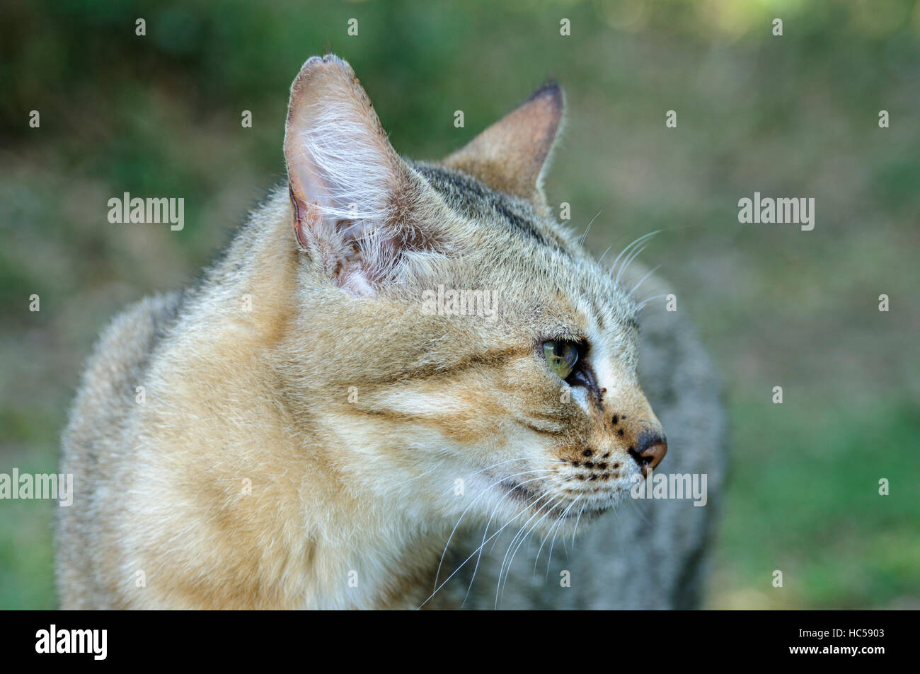 Close-up Portrait eine afrikanische Wildkatze (Felis Silvestris Lybica), Südafrika Stockfoto