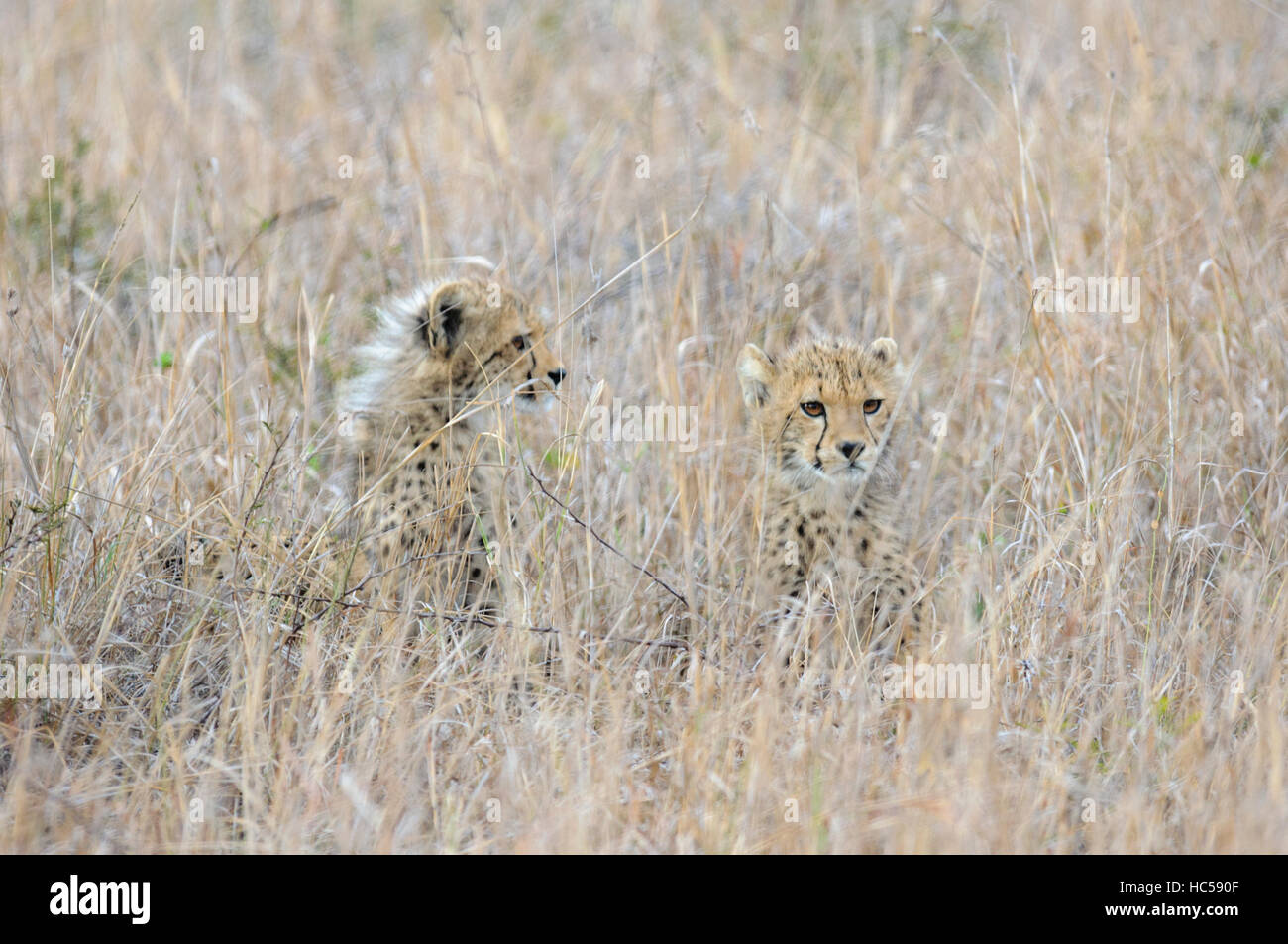 Zwei jungen Geparden Cubs (Acinonyx Jubatus) versteckt sich das lange Gras der Savanne, Südafrika Stockfoto