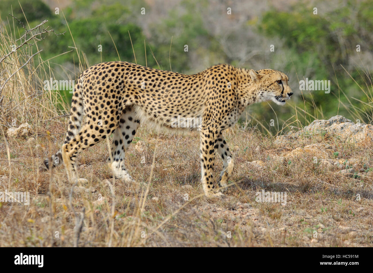 Mutter der Gepard (Acinonyx Jubatus) stalking eine Antilope in Südafrika Stockfoto