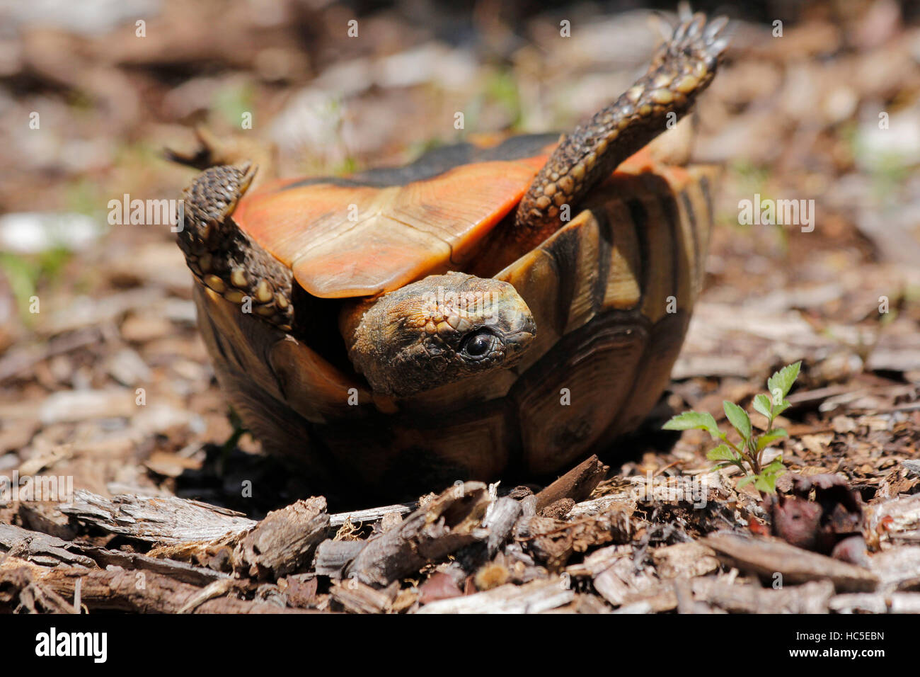 Ein Angulate Tortoise kämpfen, um wieder auf die Beine nach dem bis Ende von einem Rivalen männlichen während eines Kampfes für Gebiet. Diese Tiere sind nur Funda Stockfoto