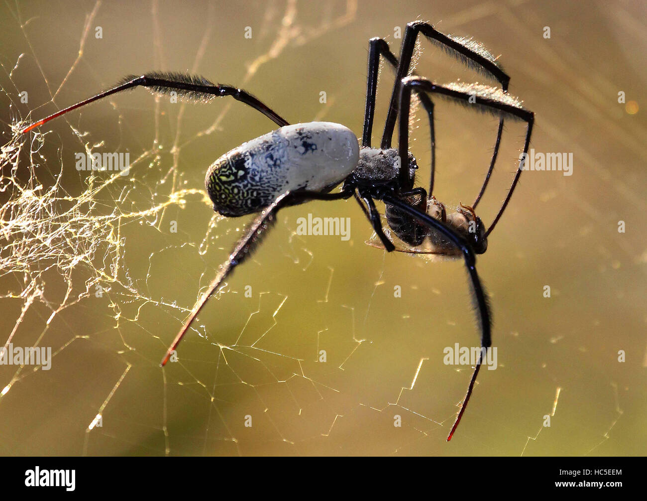 Ein Radnetz Spinne gefangen nur eine Biene und ist es mit seiner Venom lähmen. Stockfoto