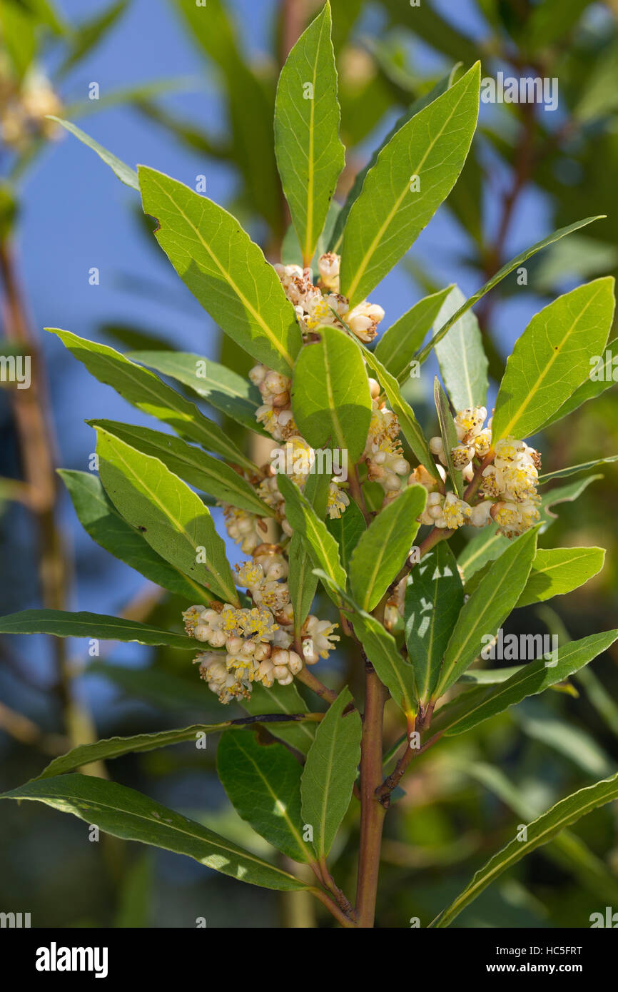 Lorbeerbaum, Lorbeer-Baum, Echter Lorbeer, Edel-Lorbeer, Lorbeerblatt, Lorbeerblätter, Laurus Nobilis, Lorbeerbaum, Sweet Bay Stockfoto