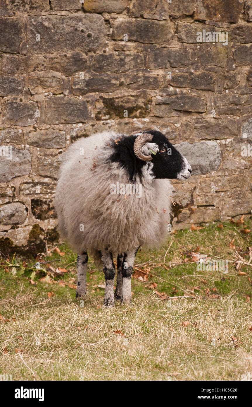 Mit wolliges Fell und geschwungene Hörner, eine Swaledale Schafen in einem Bauernhof Feld sucht nach rechts - West Yorkshire, England. Stockfoto