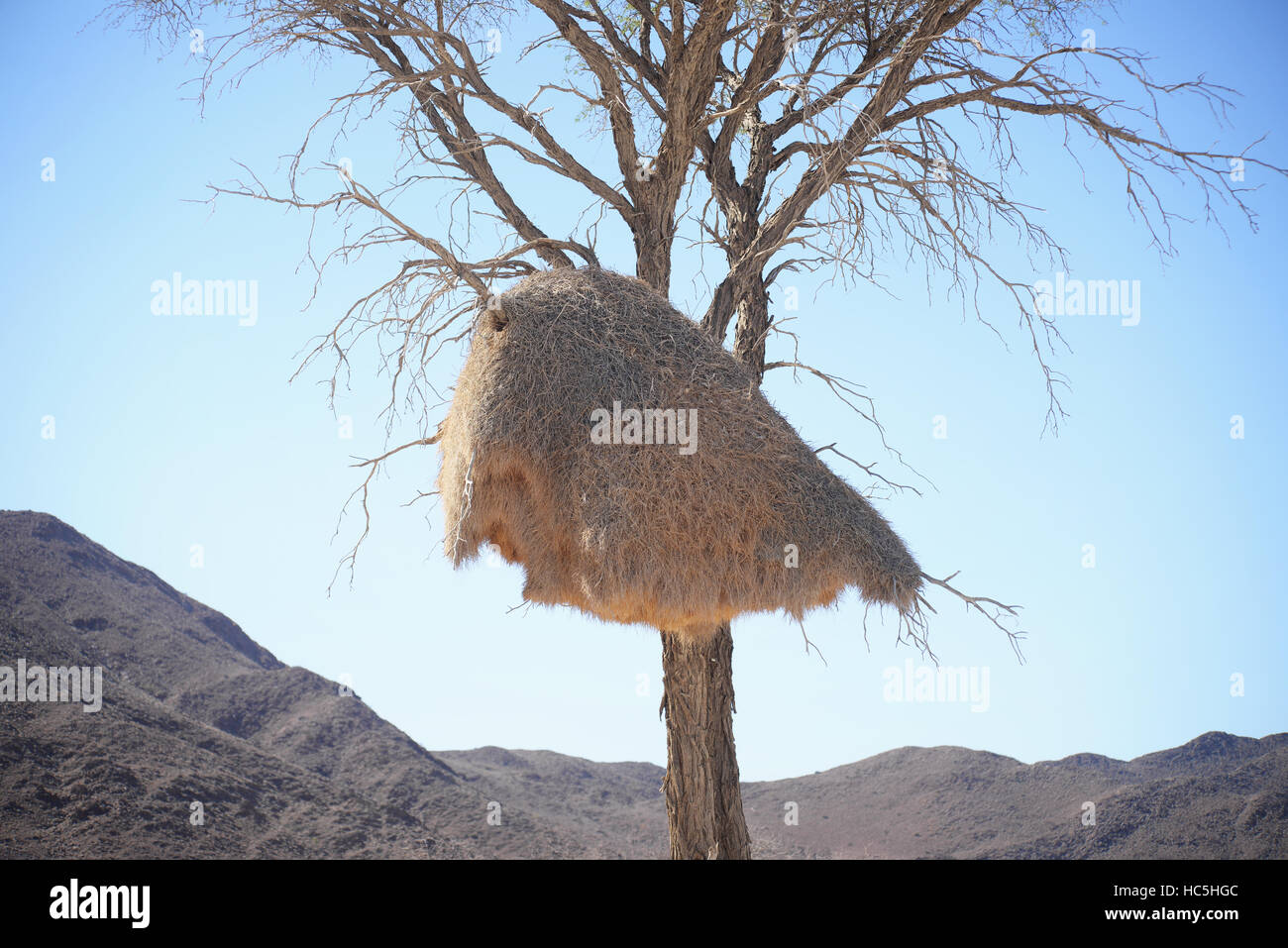 Weber-große Vogel-nest Stockfoto