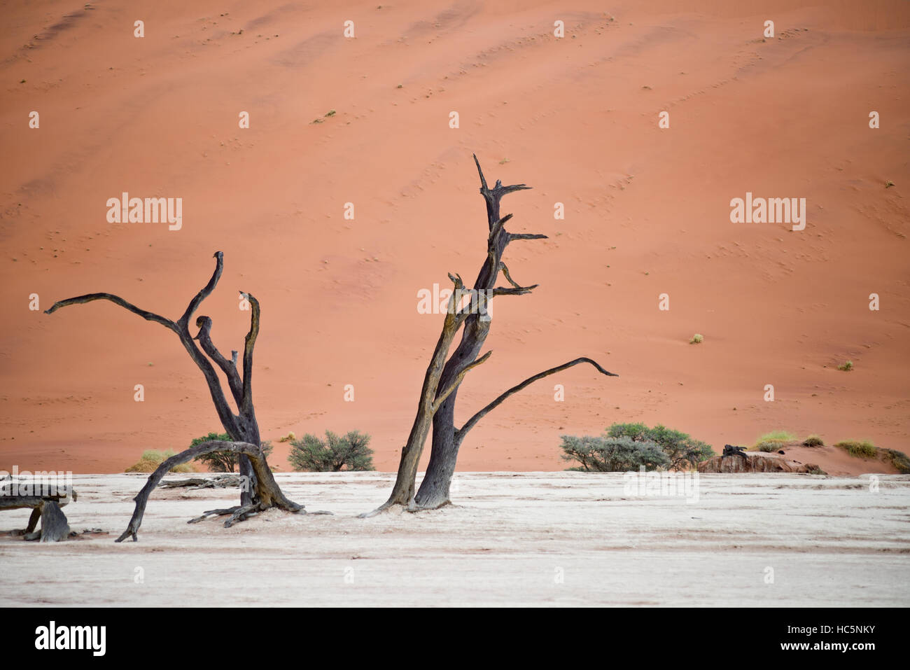 Trockene Bäume gegen die roten Dünen im Deadvlei, Sossusvlei. Namib-Naukluft-Nationalpark, Namibia, Afrika Stockfoto