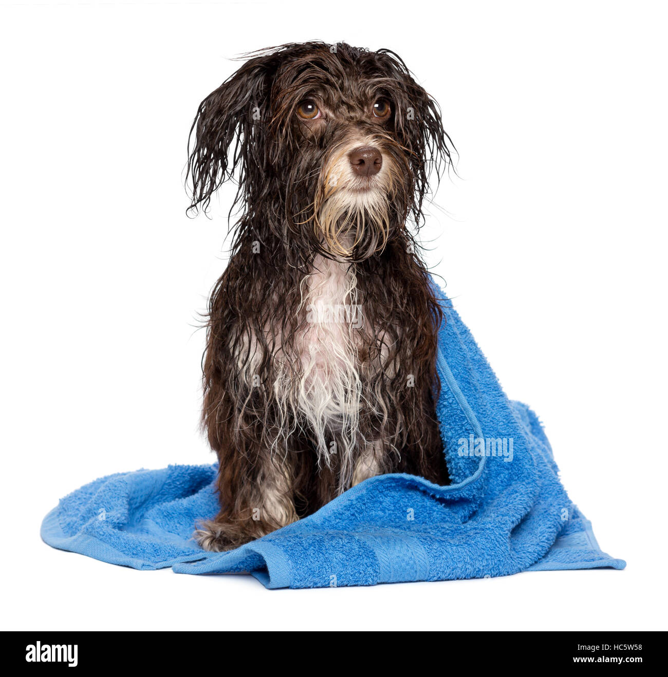 Nassen dunklen Schokolade Havaneser Hund nach dem Bad mit einem blauen Handtuch Stockfoto