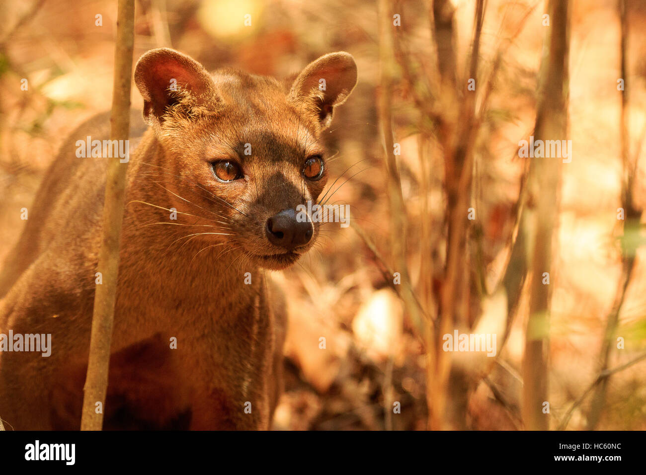 Fossa, Kirindy, Madagaskar Stockfoto