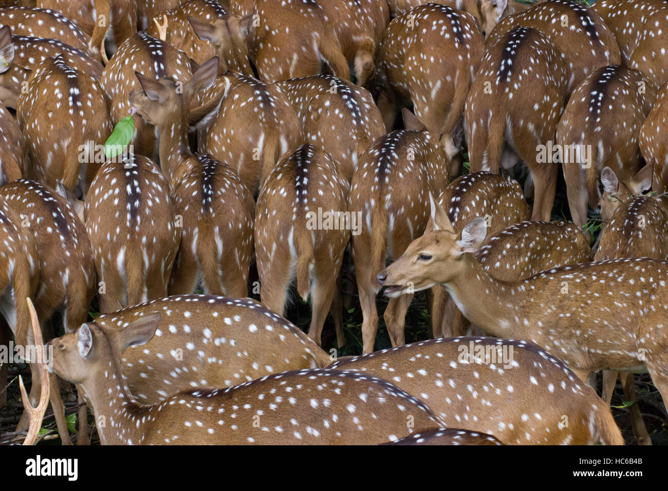 Indische entdeckt Hirsche (Achse-Achse) Stockfoto