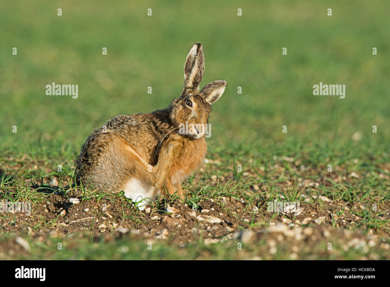 Brauner Hase, Lepus Europaeus kratzen, Norfolk Frühling Stockfoto