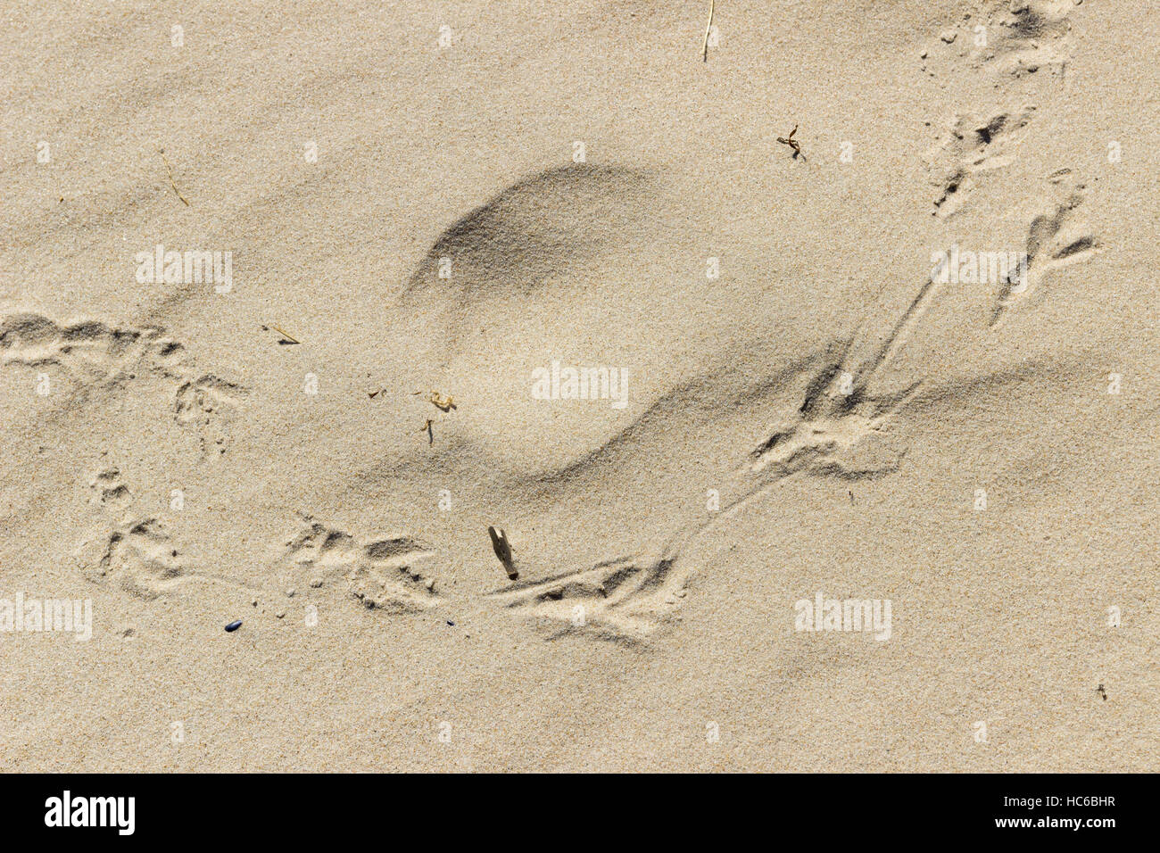 Spuren eines Vogels im Sand am Strand Stockfoto