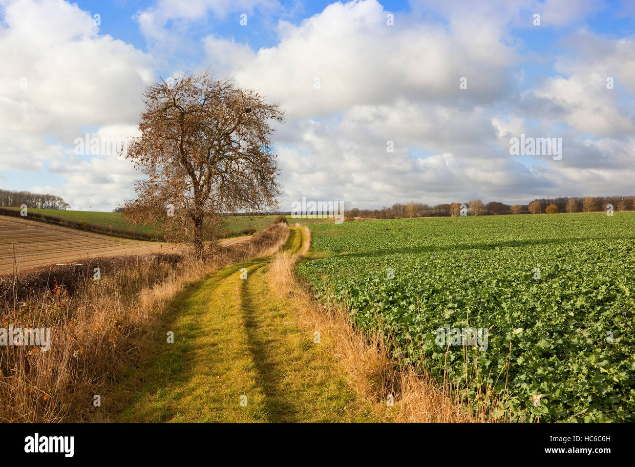 Ein landschaftlich Fußweg mit einer Esche, Raps Pflanzen und Hecken in Yorkshire Wolds Landschaft im Herbst. Stockfoto