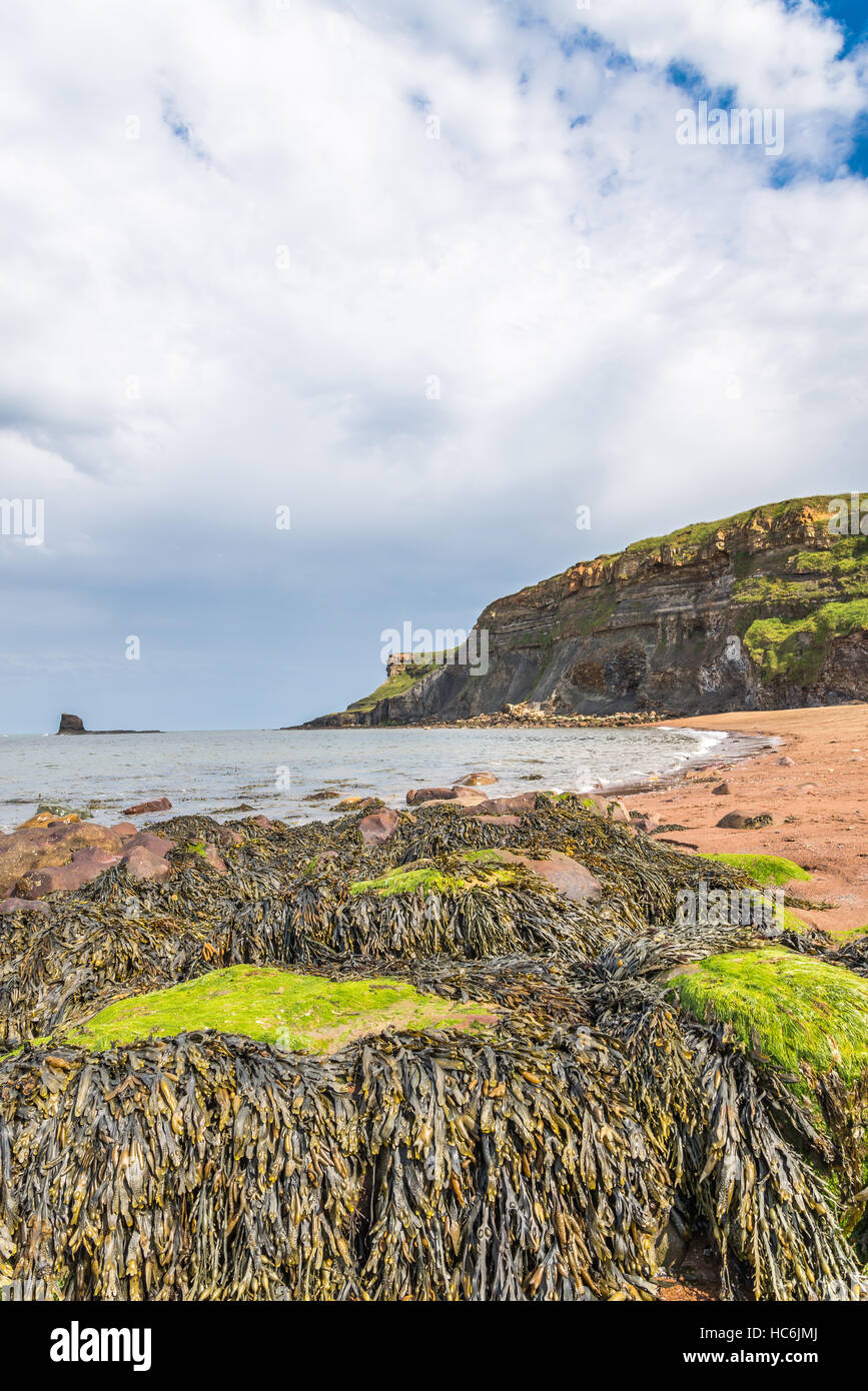 Seetang bedeckt Felsen in den Vordergrund und schwarz Nab gegen Bay, Yorkshire, England UK Stockfoto
