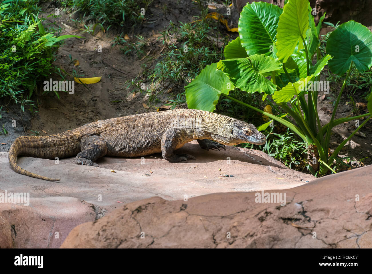 Komodo Dragon stehend auf einem Felsen. Stockfoto