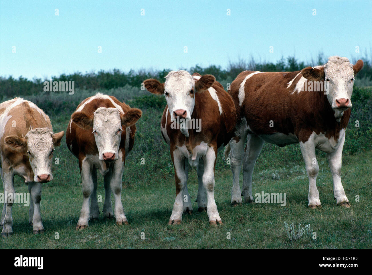 Vier Neugierige Kühe und Färsen / Kühe stehen auf einer Weide und Blick in die Kamera Stockfoto