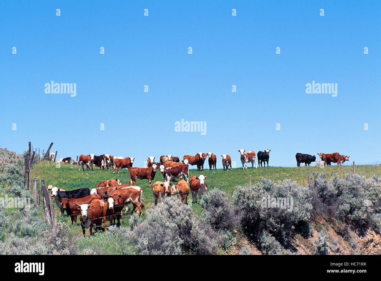 Herde Neugierige Kühe / Rinder auf einer Weide stehen und blickte in die Kamera Stockfoto