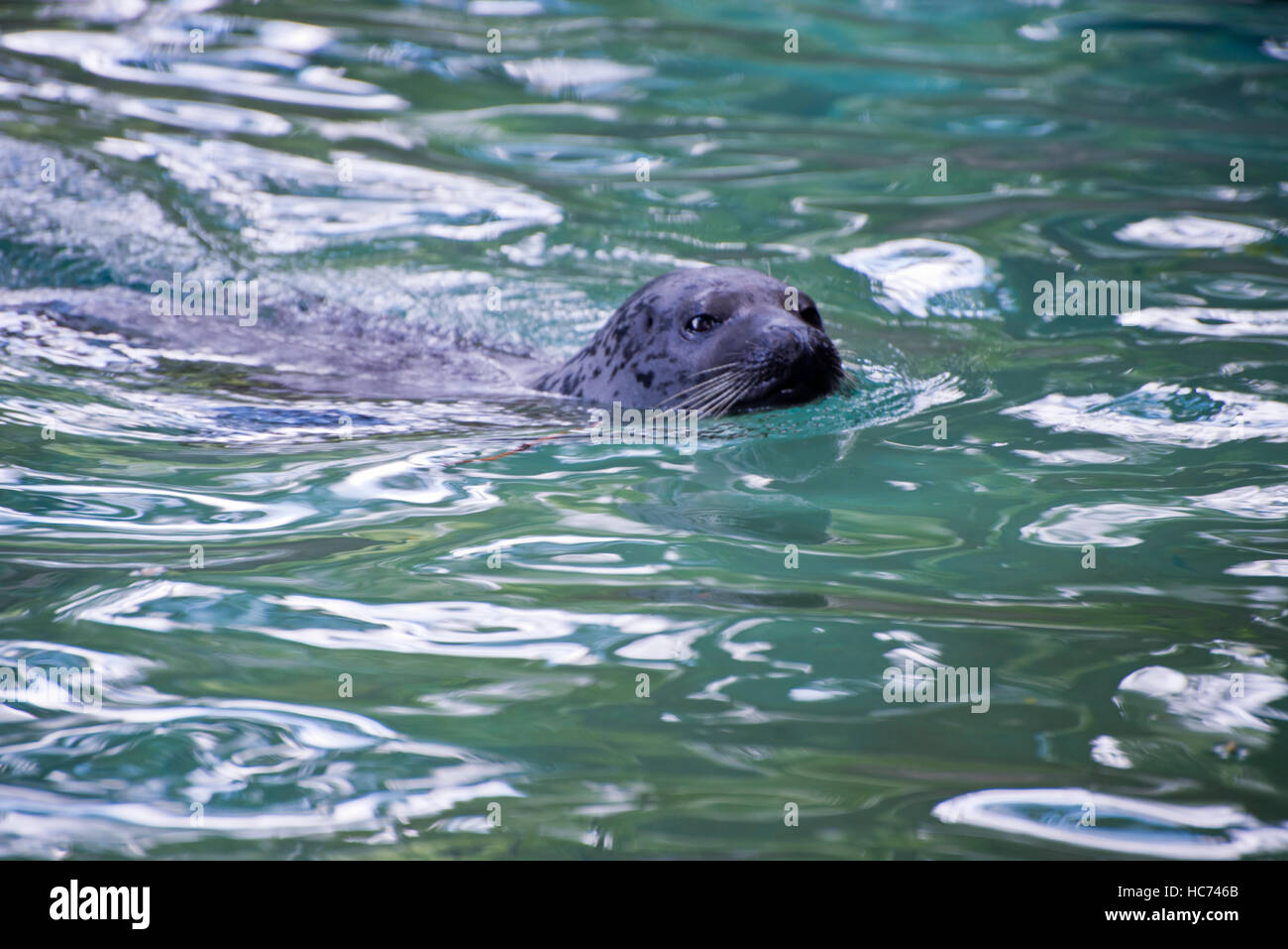 Harbor Seal Henry Vilas Zoo auftauchen Stockfoto