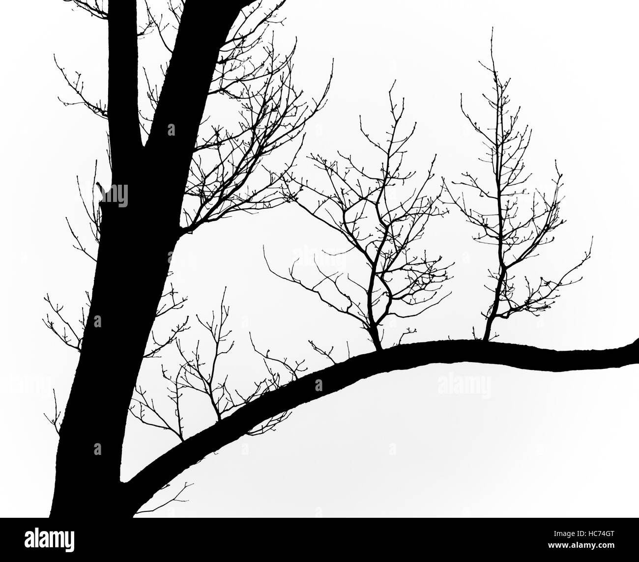 Baum-silhouette Stockfoto