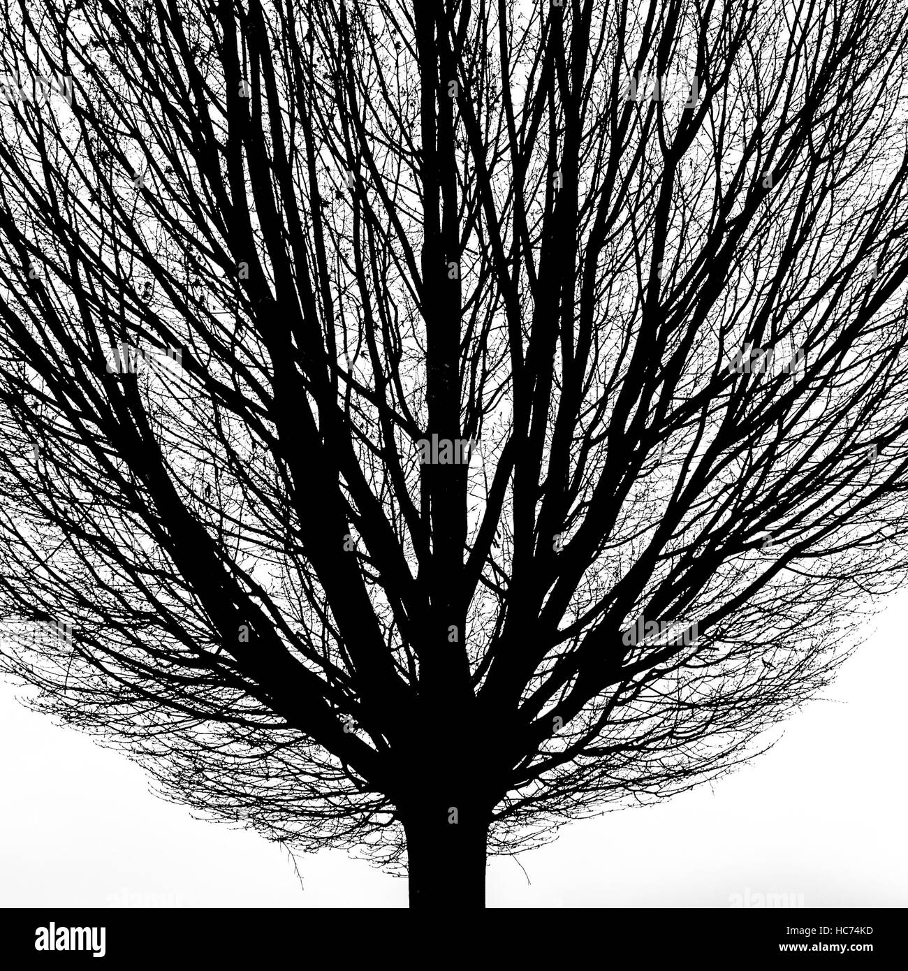 Baum-silhouette Stockfoto