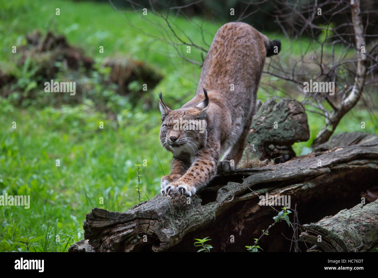 Eurasischer Luchs (Lynx Lynx) stretching Gliedmaßen und Krallen auf Baumstamm im Wald schärfen Stockfoto