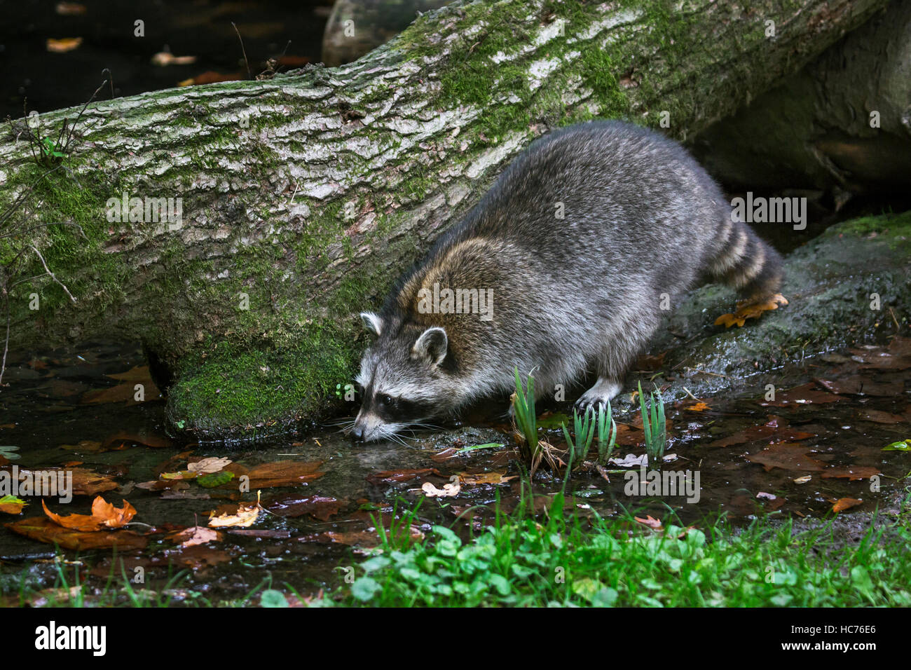Nordamerikanischer Waschbär (Procyon Lotor), ursprünglich aus Nordamerika, Trinkwasser aus Bach im Wald Stockfoto