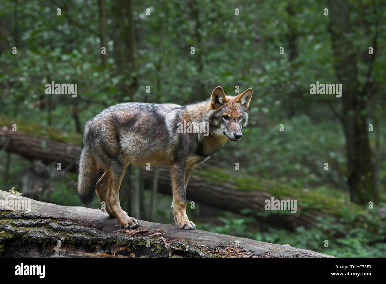 Einsamer grauer Wolf / grey Wolf (Canis Lupus) an gefallenen Baumstamm im Wald Stockfoto