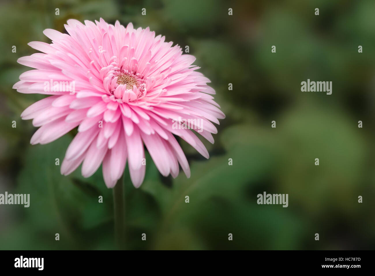 rosa Blume Closeup in der Natur mit Textfreiraum Stockfoto