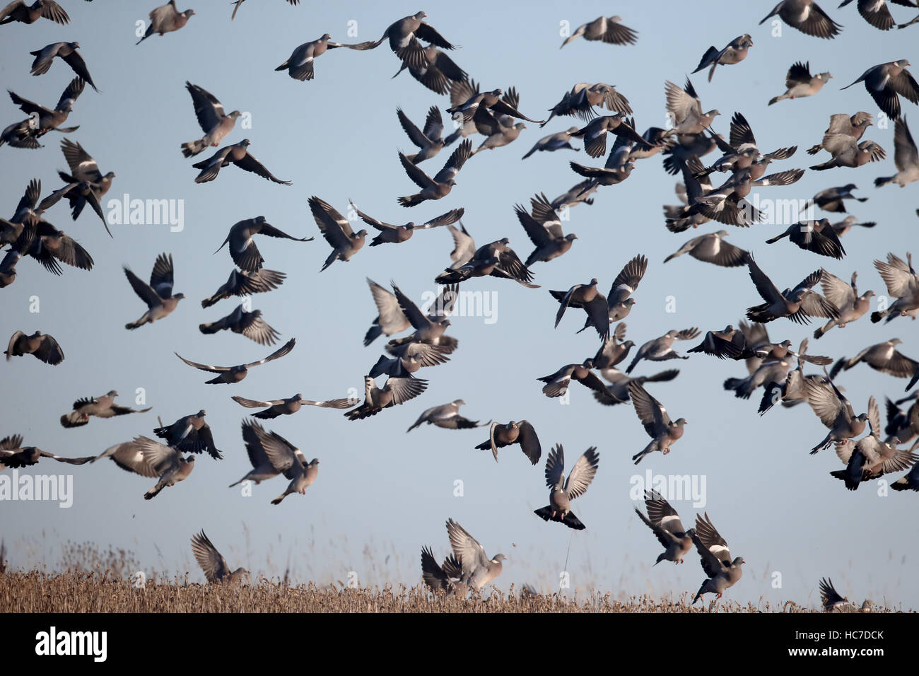 Ringeltaube, Columba Palumbus, Gruppe der Vögel im Flug, Warwickshire, Dezember 2016 Stockfoto