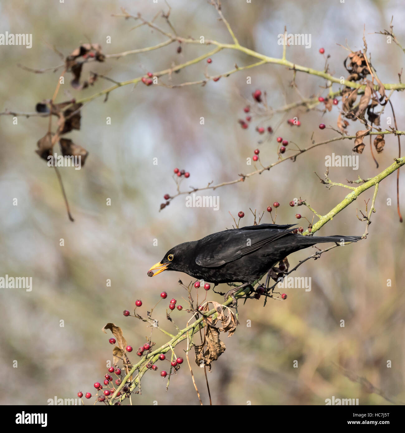 Amsel auf AST ernähren sich von Beeren im winter Stockfoto