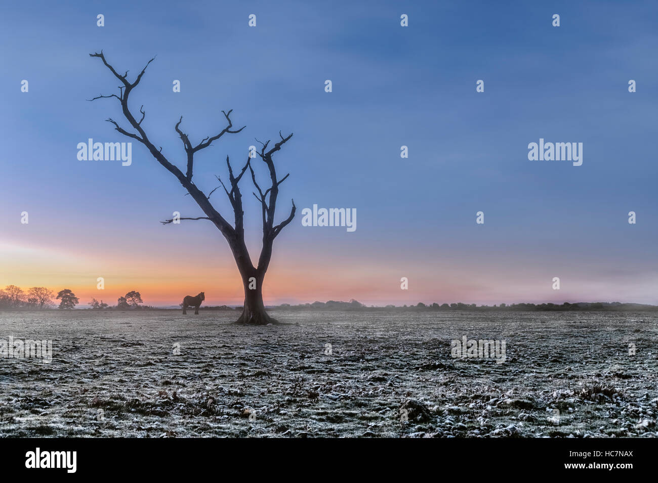 ein toter Baum im New Forest auf eine Winter Morgen, Hampshire, England, UK Stockfoto