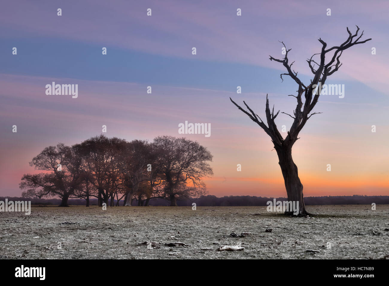 ein toter Baum im New Forest auf eine Winter Morgen, Hampshire, England, UK Stockfoto