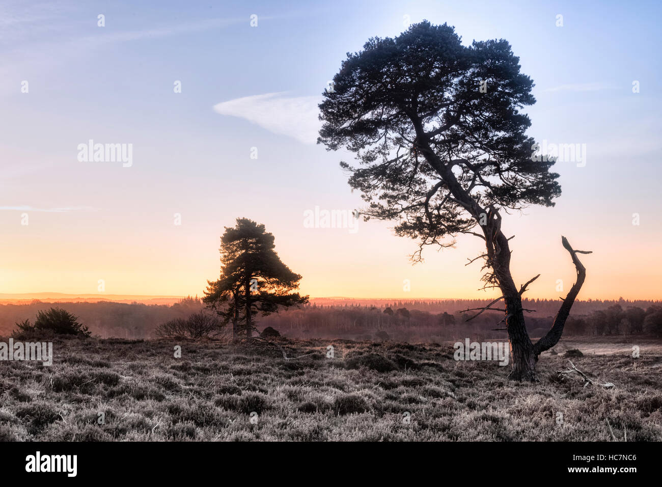 ein toter Baum im New Forest auf eine Winter Morgen, Hampshire, England, UK Stockfoto