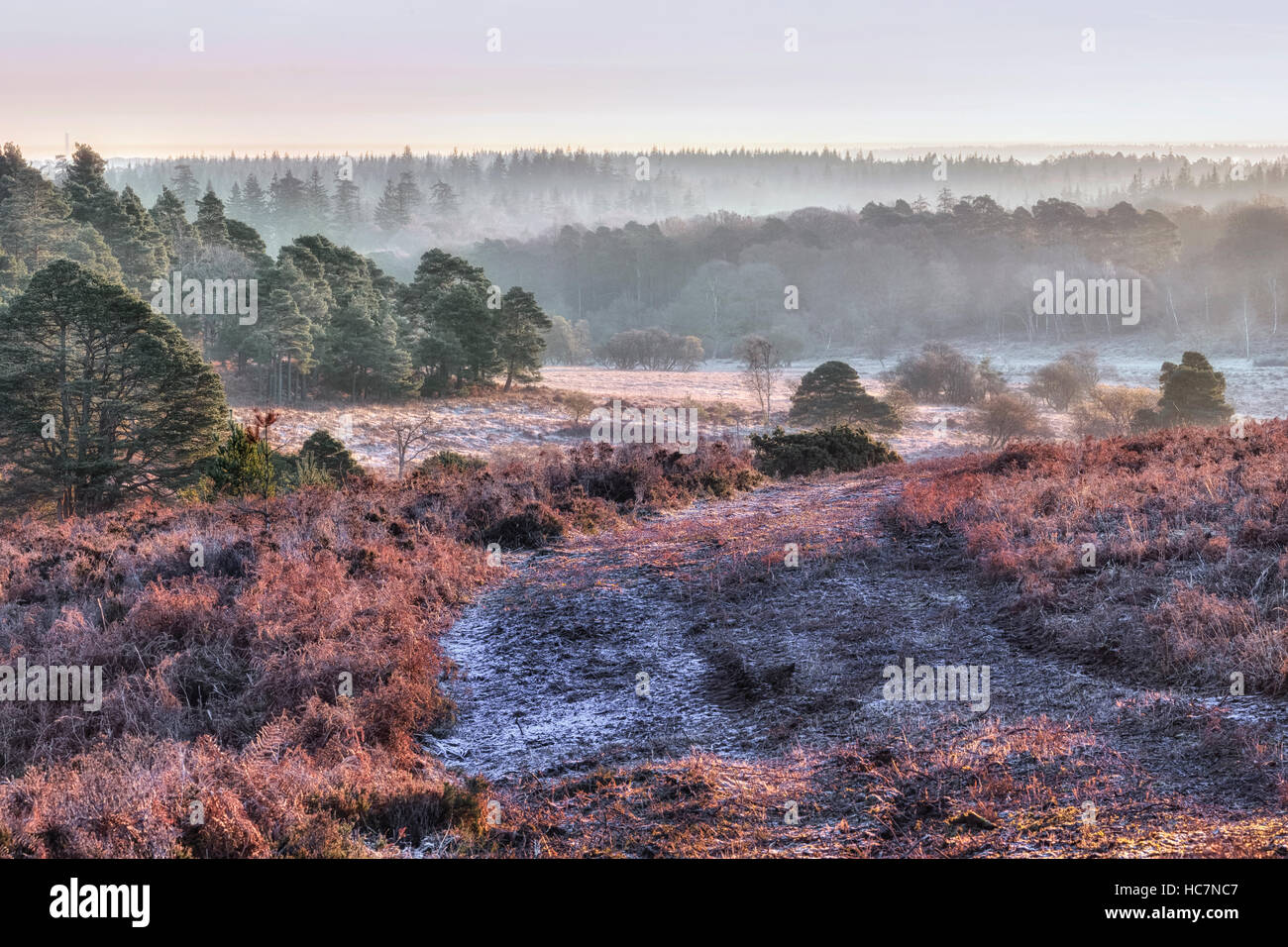 ein toter Baum im New Forest auf eine Winter Morgen, Hampshire, England, UK Stockfoto
