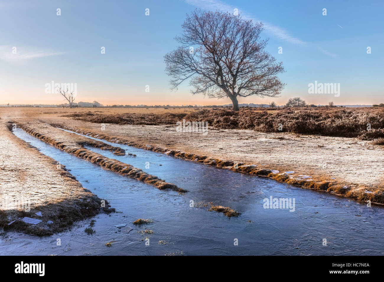ein toter Baum im New Forest auf eine Winter Morgen, Hampshire, England, UK Stockfoto