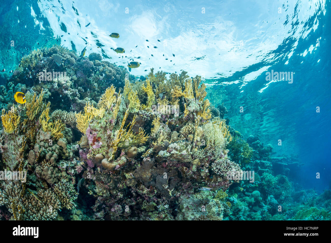 Butterflyfish schwimmen in der Nähe der Wasseroberfläche unter Wasser. Die kreisförmige Snell Fenster ist im Hintergrund sichtbar. Rotes Meer, Ägypten. November Stockfoto