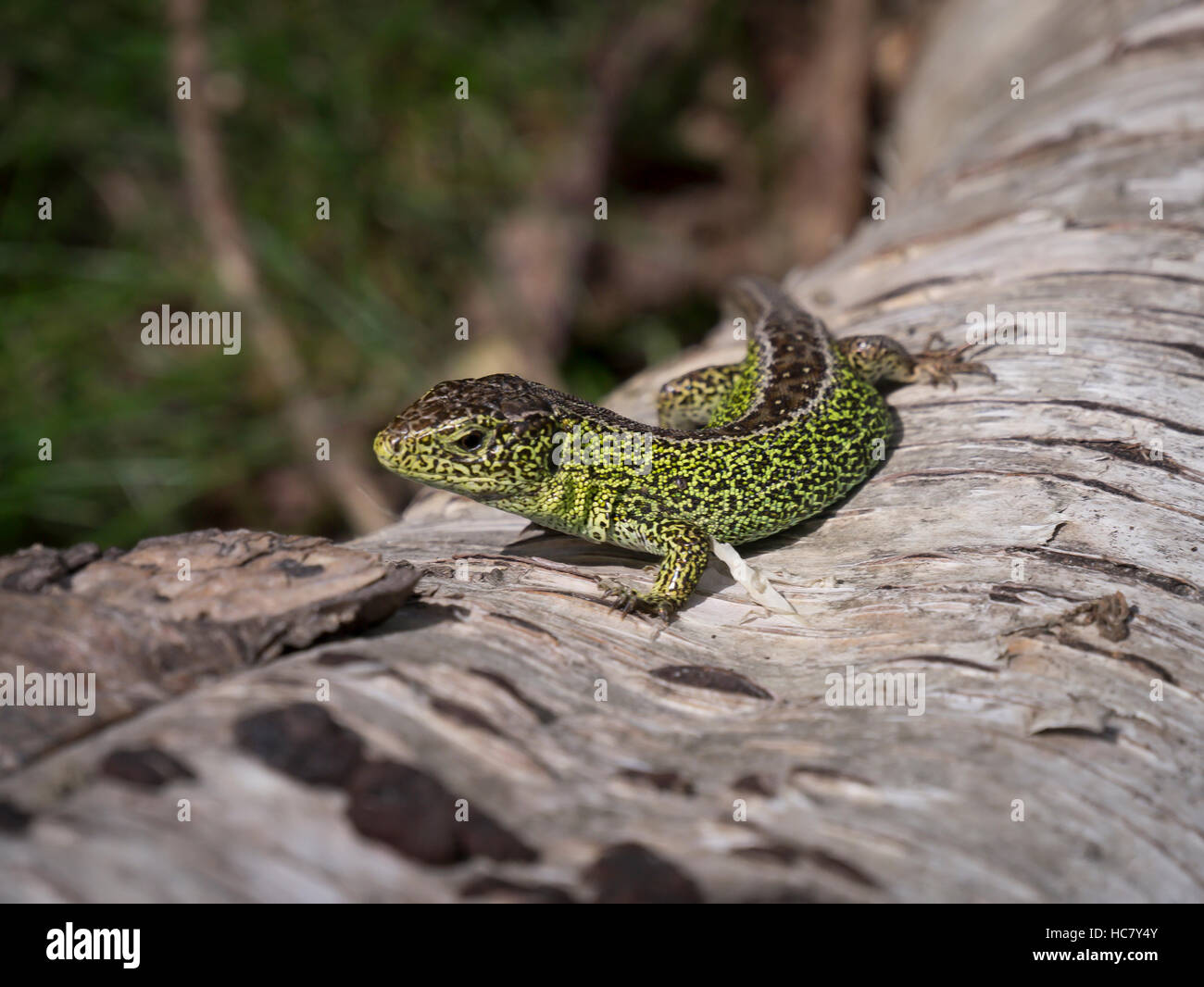 Männliche Zauneidechse (Lacerta Agilis) sonnen sich auf einem Baumstamm Birke im Frühling Sonnenschein, Studland Bay, Dorset, England. Stockfoto