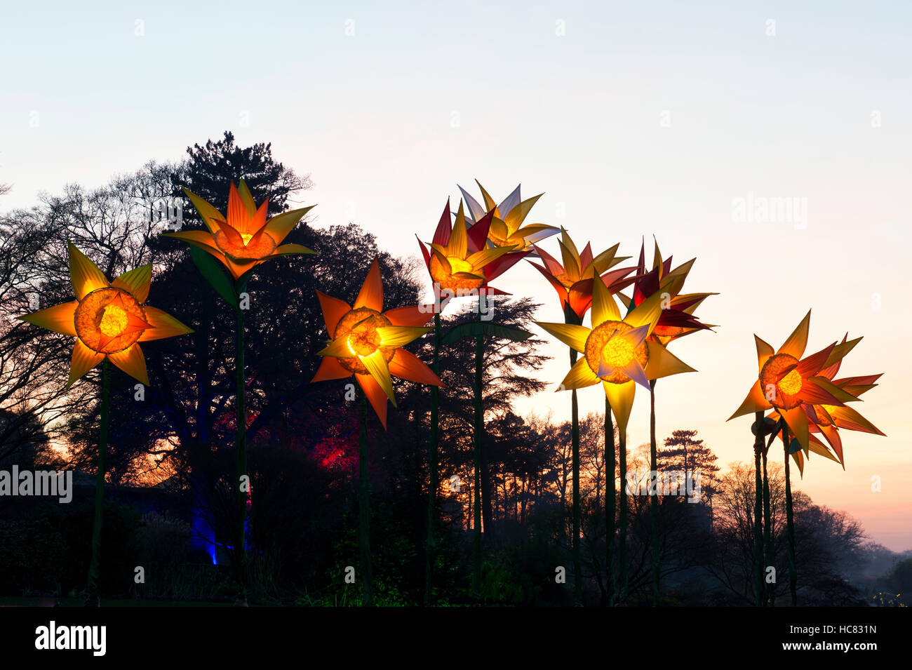 Narzissen Weihnachtsbeleuchtung in RHS Wisley Gardens, Surrey, England. Weihnachten Leuchten Festival 2016 Stockfoto