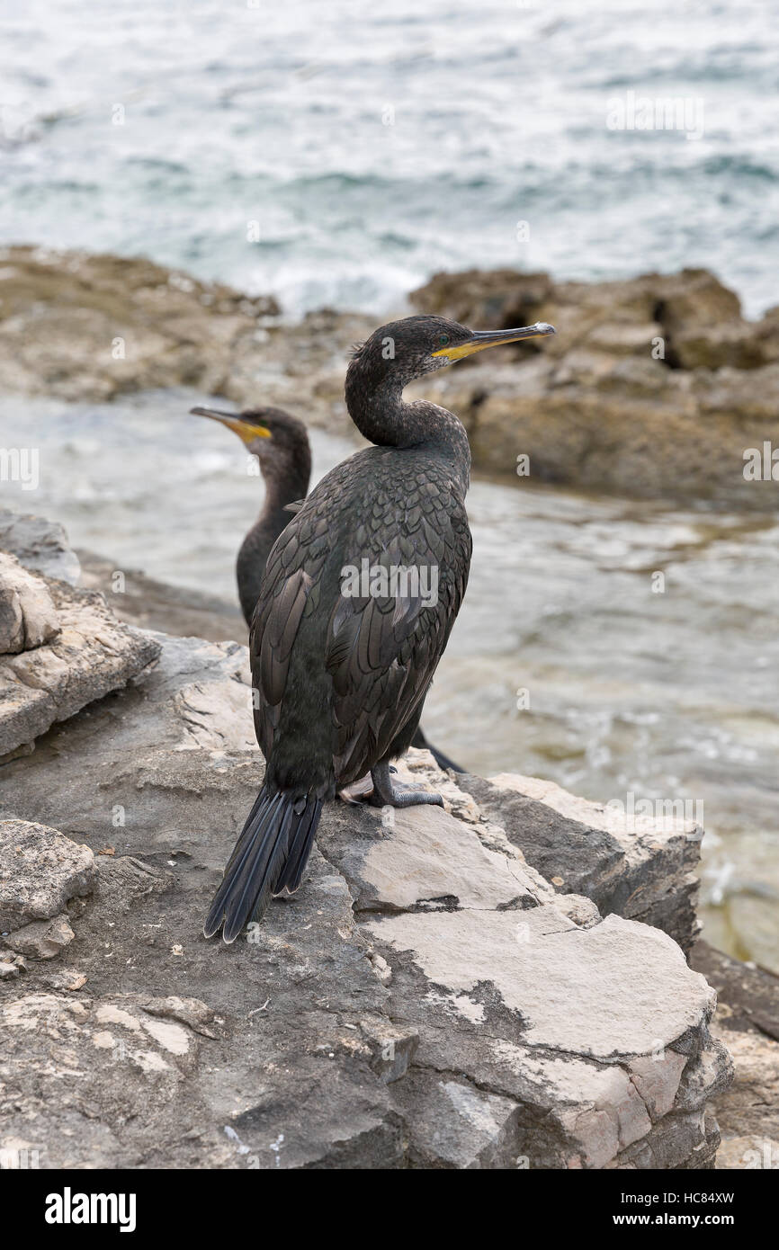 Großer Kormoran Vögel Closeup in Istrien, Kroatien Stockfoto