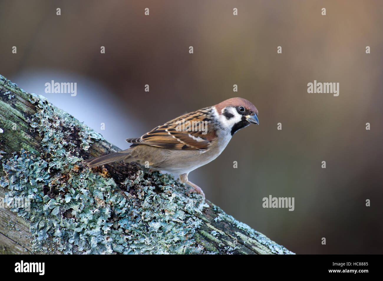 Der eurasischen Baum Sperling (Passer Montanus) auch bekannt als deutsche Sparrow ist ein Samen essen Vogel mit einem schönen bokeh Stockfoto