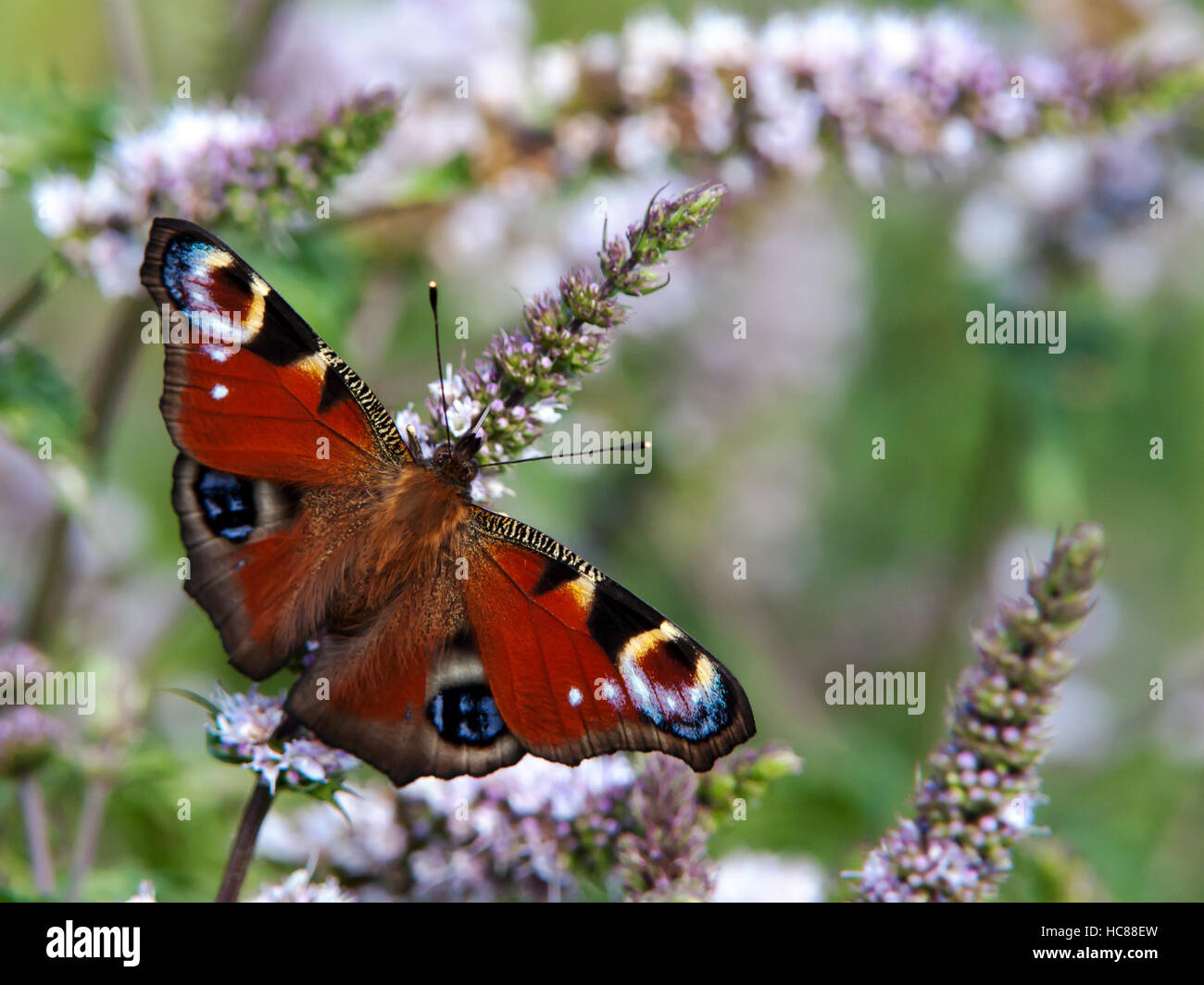 Eine schöne farbige Tagpfauenauge Suche nach Nektar zu den Kräutern. Stockfoto