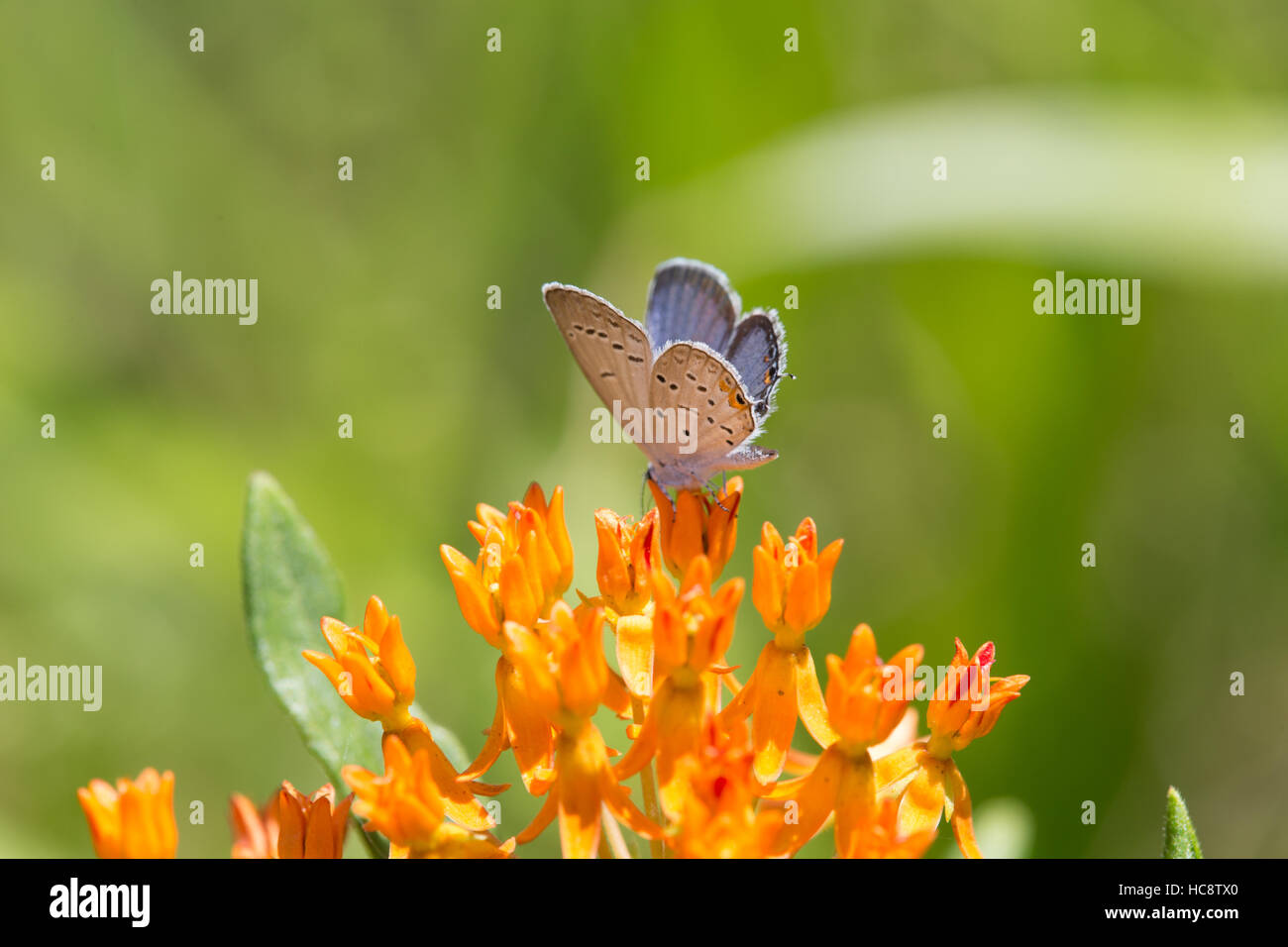 Östlichen Tailed Blue Butterfly thront auf dreieckigen Cluster orange Schmetterling Unkraut Blumen Stockfoto