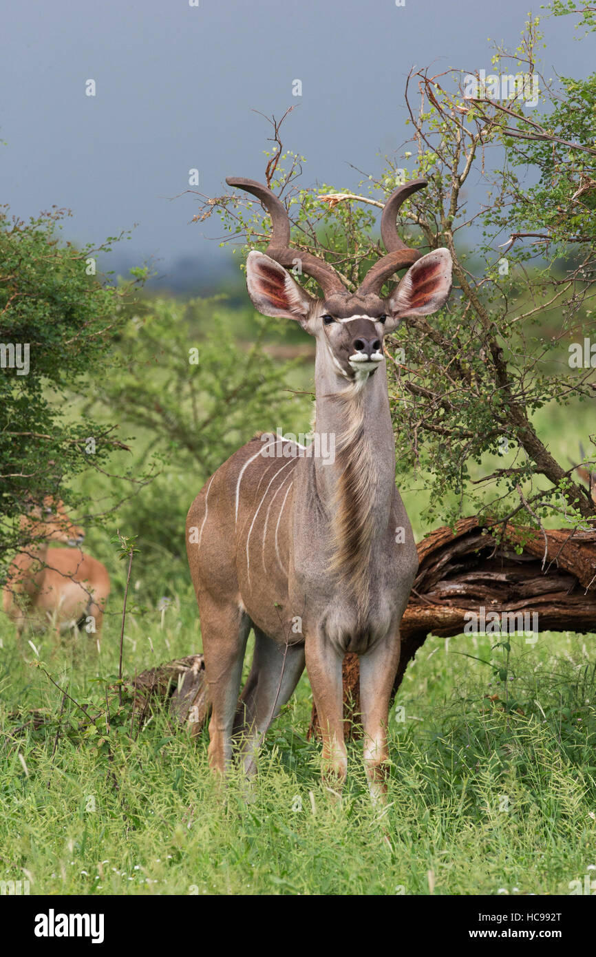 12. Januar 2015: große Kudu im Krüger National Park. Stockfoto