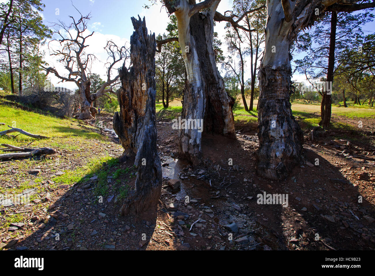 Heiligen Canyon Flinders Ranges, South Australia Stockfoto