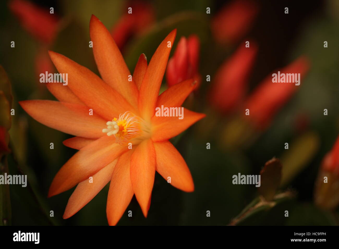 Orange Blume Stockfoto