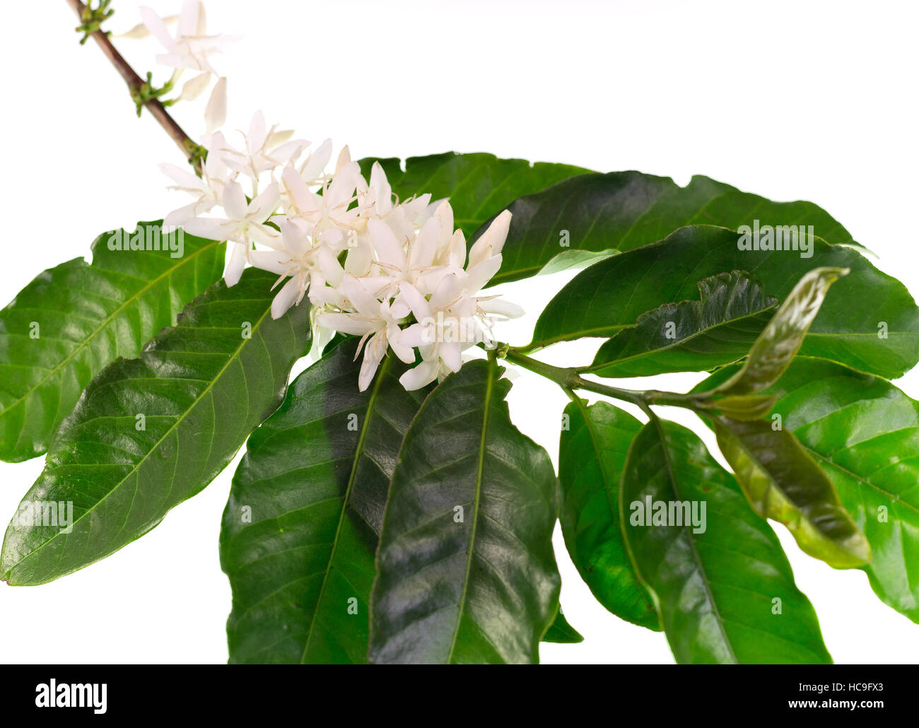 Kaffee Baum Blte mit weien Blten. Coffea ist eine Gattung von  Bltenpflanzen aus der Familie Rubiaceae Stockfotografie - Alamy