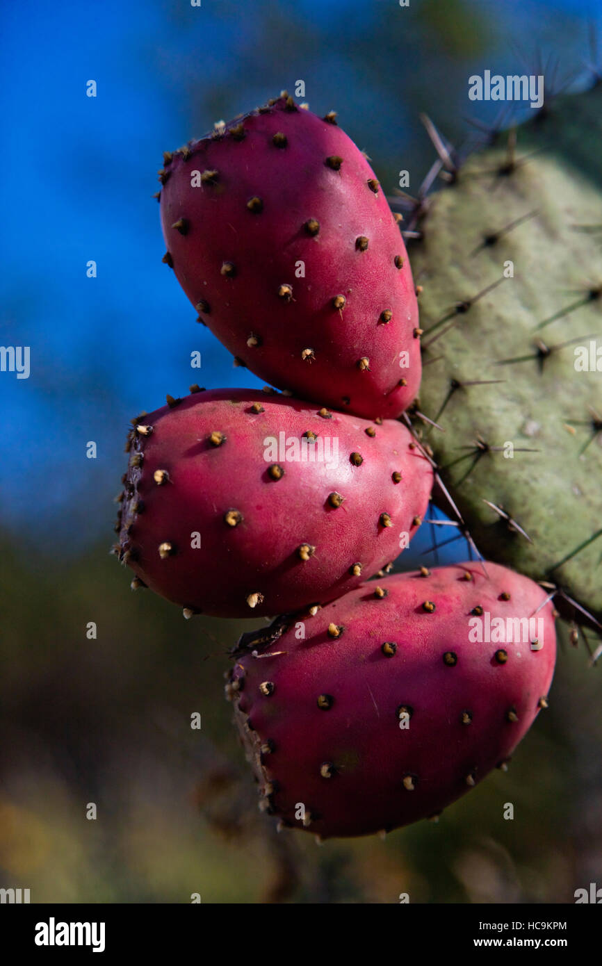 Prickly Pear CACTUS bei EL CHARCO DEL INGENIO ein botanischer Garten mit Kakteen und einheimische mexikanische Pflanzen - SAN MIGUEL DE ALLENDE, Mexiko Stockfoto