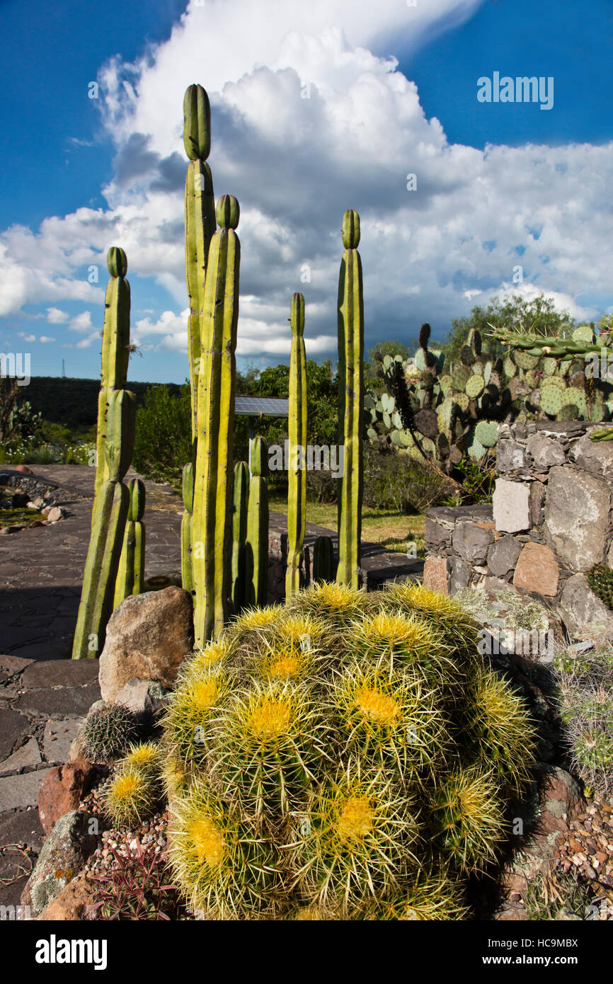 EL CHARCO DEL INGENIO ist ein botanischer Garten mit Kakteen und andere einheimischen mexikanische Pflanzen - SAN MIGUEL DE ALLENDE, Mexiko Stockfoto