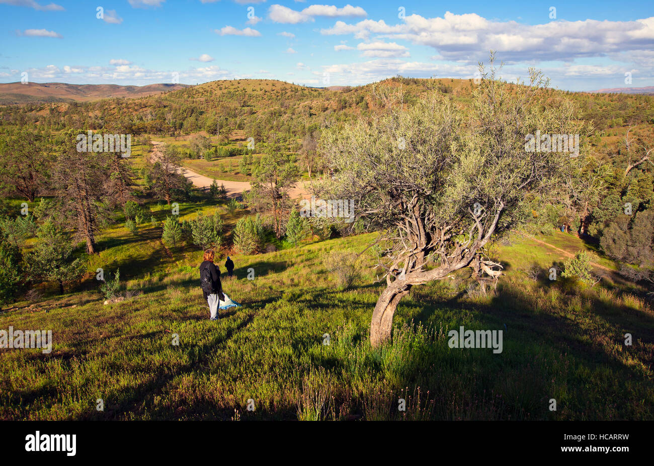 Heiligen Canyon Flinders Ranges, South Australia Stockfoto