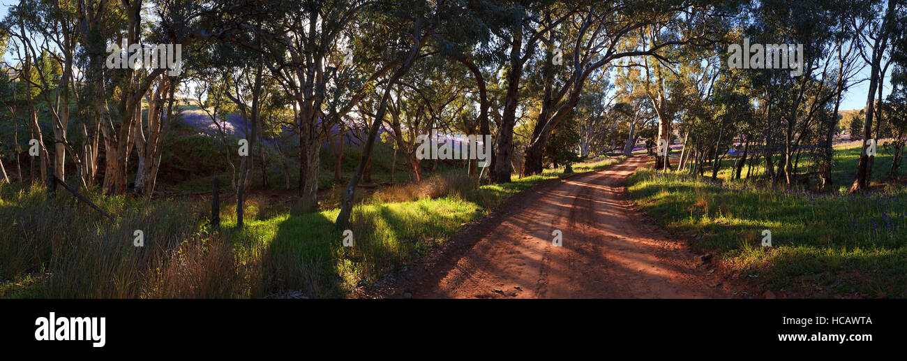 Willow Springs Station Outback-Landschaft Landschaften Flinders reicht South Australia Australia Stockfoto