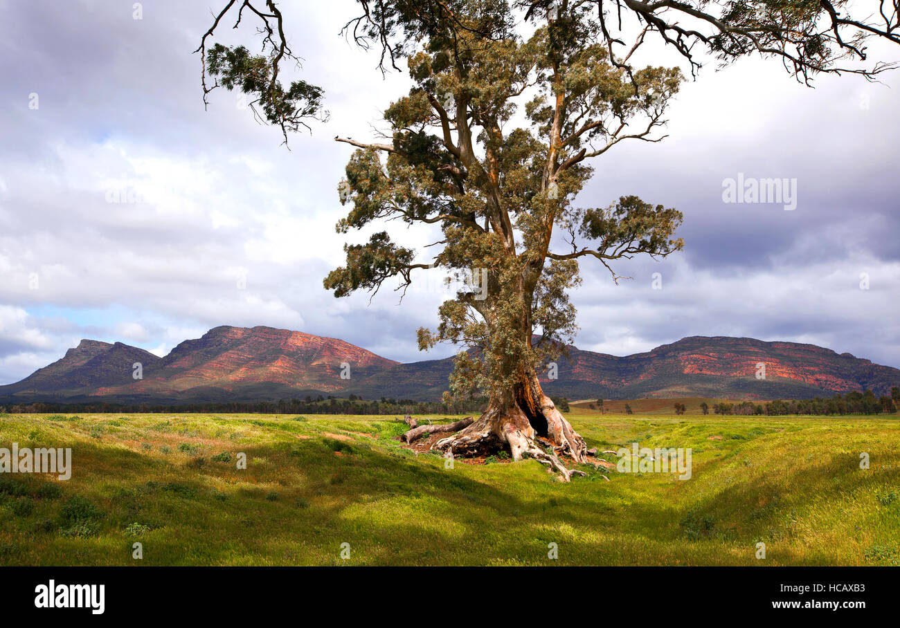 Cazneaux des Outback Baumlandschaft Landschaften Flinders reicht South Australia Australia Stockfoto